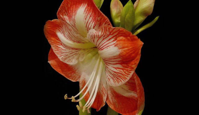 Amaryllis