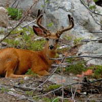 Highland Valley Buck