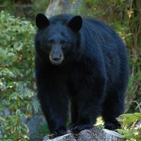 Black Bear