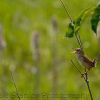 Marsh Wren