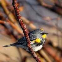 Yellow-Rumped Warbler