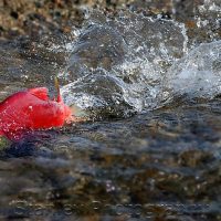 Sockeye Salmon