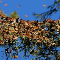 Monarch Butterflies