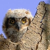 Baby Horned Owl