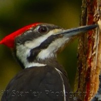 Pileated Woodpecker