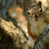 Red Squirrel