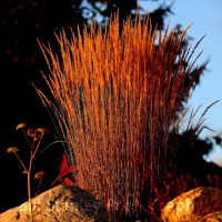 “Sea Grass at Twilight”