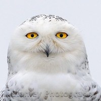 Snowy Owls – Boundary Bay