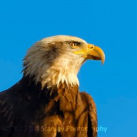 Eagle